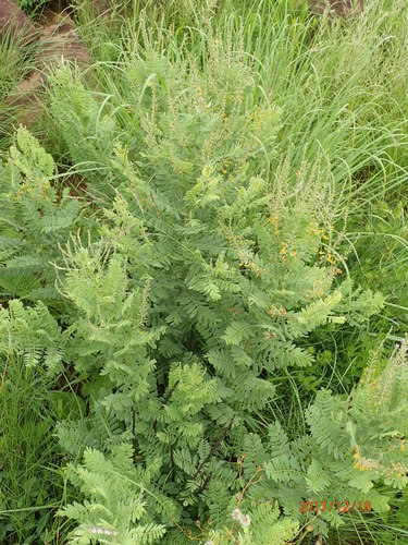 Image of Calpurnia sericea by no rights reserved