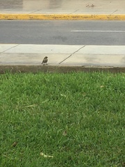 Saltator striatipectus