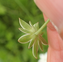 Alepidea peduncularis