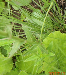 Alepidea peduncularis