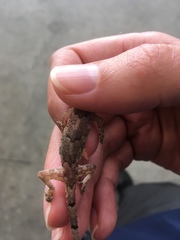 Hemidactylus mabouia