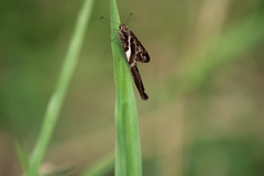 Chioides