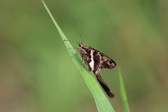 Chioides