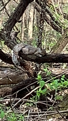 Sciurus carolinensis