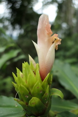 Costus guanaiensis tarmicus