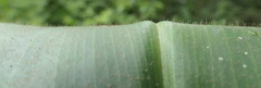 Costus guanaiensis tarmicus