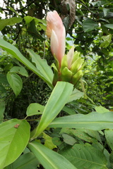 Costus guanaiensis tarmicus