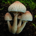 白環蘑屬 - Photo (c) shroomydan，保留部份權利CC BY-NC