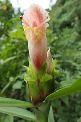 Costus guanaiensis tarmicus