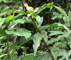 Costus guanaiensis tarmicus