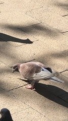 Columba livia domestica