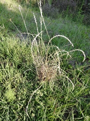 Tridens albescens