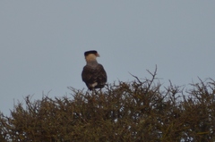 Caracara plancus