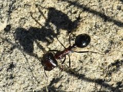 Messor capensis