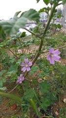 Malva multiflora