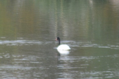 Cygnus melancoryphus