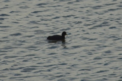Fulica armillata