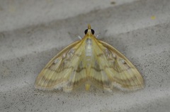 Crocidophora tuberculalis