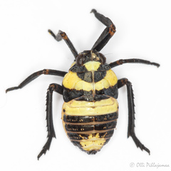 Parorgerius platypus