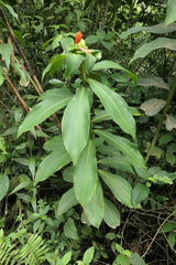 Costus weberbaueri