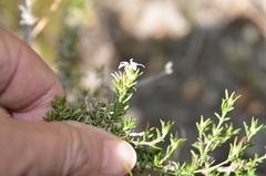 Wahlenbergia calcarea