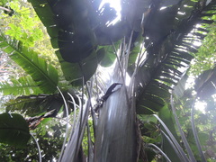 Phenakospermum guyannense