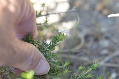 Wahlenbergia calcarea