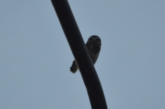 Athene cunicularia