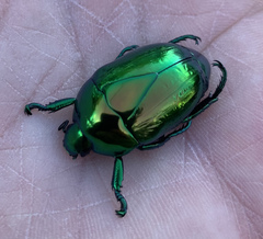 Macraspis chrysis