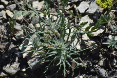 Ipomopsis spicata
