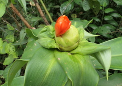 Costus weberbaueri