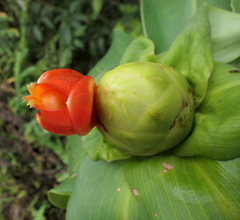 Costus weberbaueri