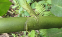 Costus weberbaueri
