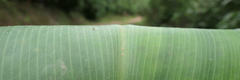 Costus weberbaueri