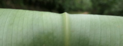 Costus weberbaueri