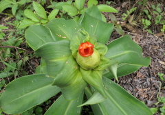 Costus weberbaueri