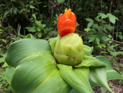 Costus weberbaueri