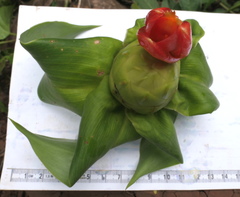 Costus weberbaueri