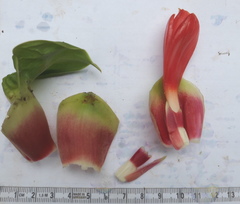 Costus weberbaueri
