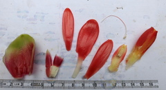 Costus weberbaueri