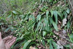 Carex fraseriana