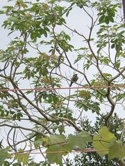 Aves