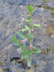 Lythrum ovalifolium