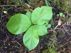 Lysimachia latifolia