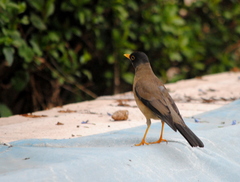 Turdus falcklandii