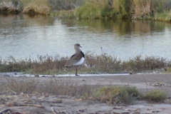 Vanellus chilensis