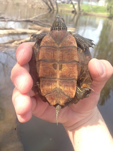 Northern Map Turtle
