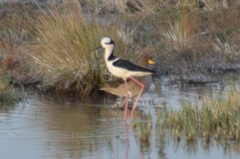 Himantopus mexicanus