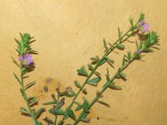 Lythrum ovalifolium
