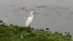 Egretta garzetta